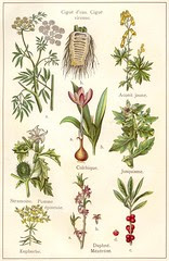 plantes veneneuses 1