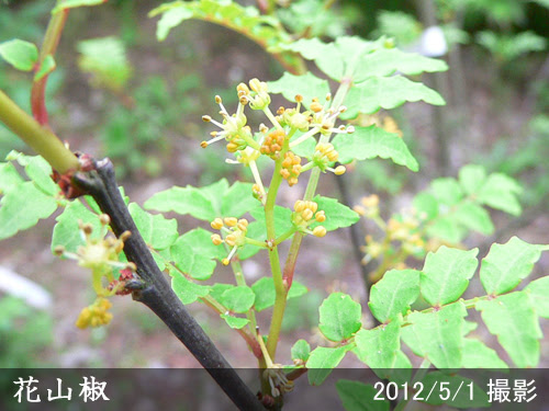 サンショ 山椒 花山椒 はなざんしょう 新苗 一年生苗 果樹苗 大苗 苗木販売の隅田農園 京都亀岡