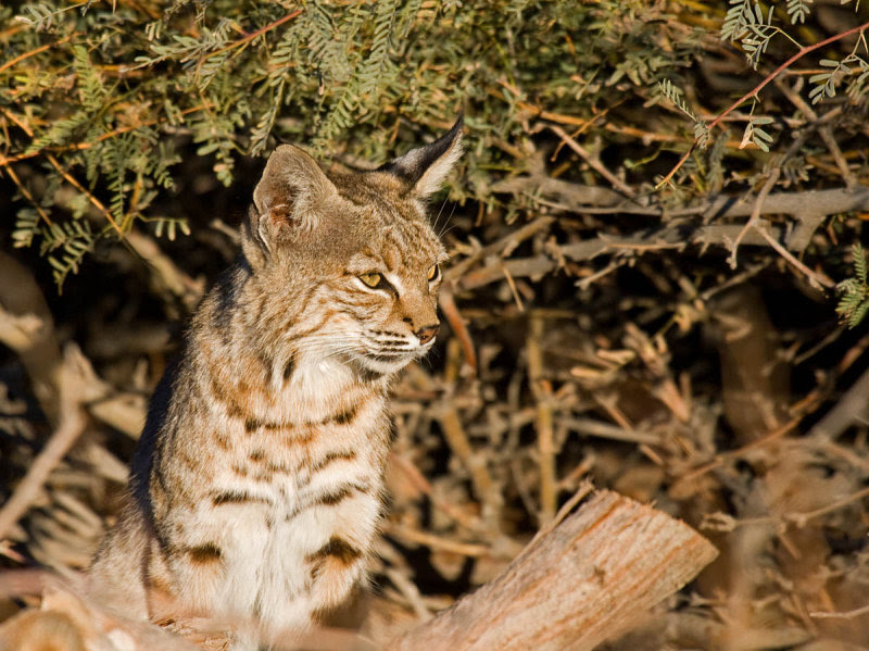 Bobcat