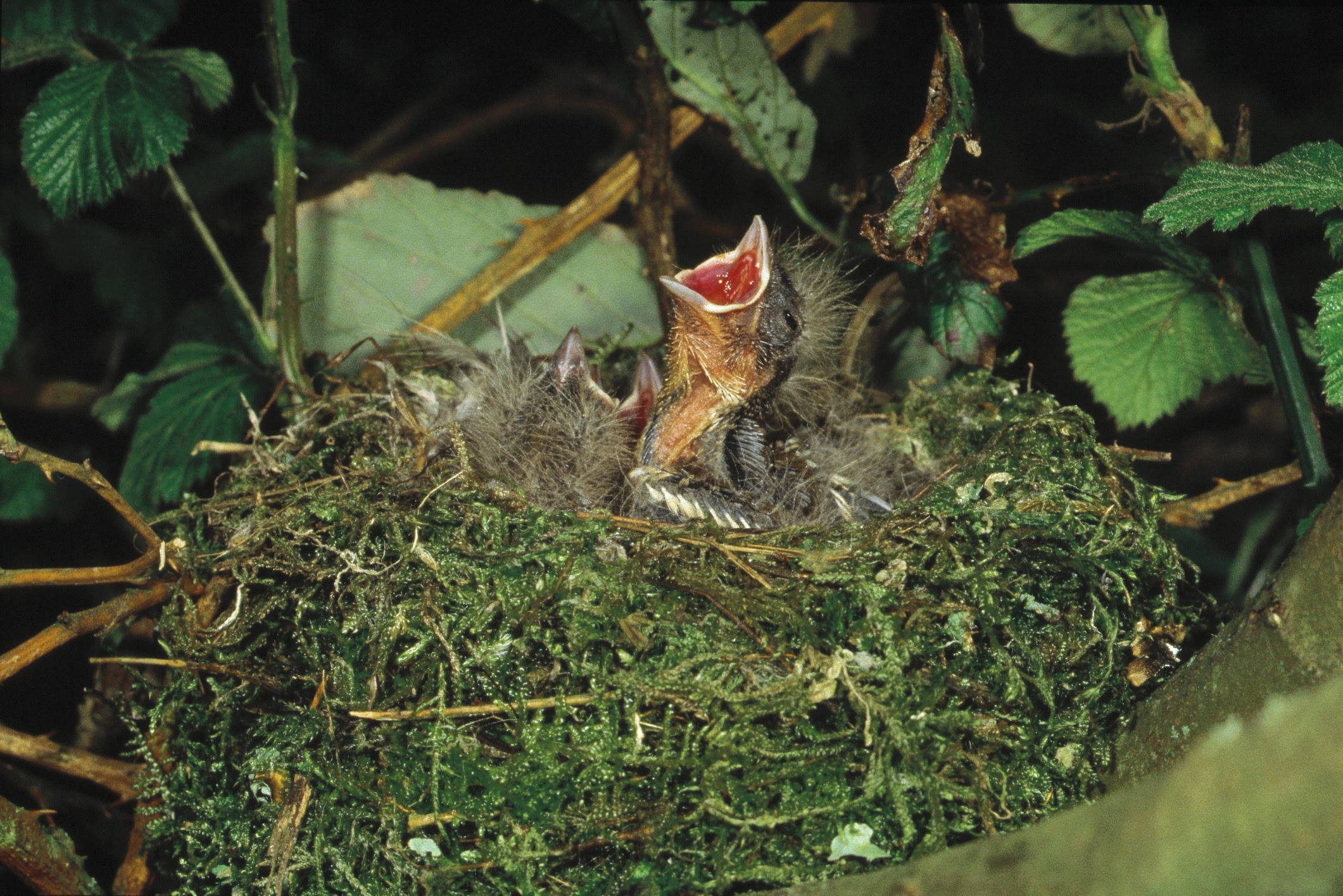 How To Feed Wild Baby Blue Jays Animals Mom Com