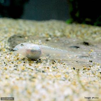 おたまじゃくし チャーム両生類 爬虫類ブログ
