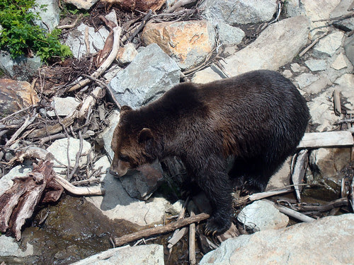 grouse grind: grizzly bear by sheep sheep.