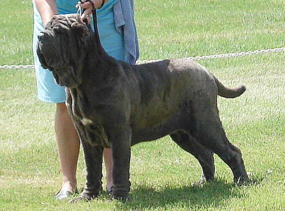 hercules the mastiff