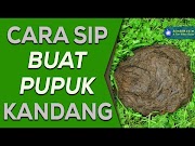 Susunan Cara Sip Mengolah Taik Sapi Menjadi Pupuk Kandang Organik, Paling Dicari!
