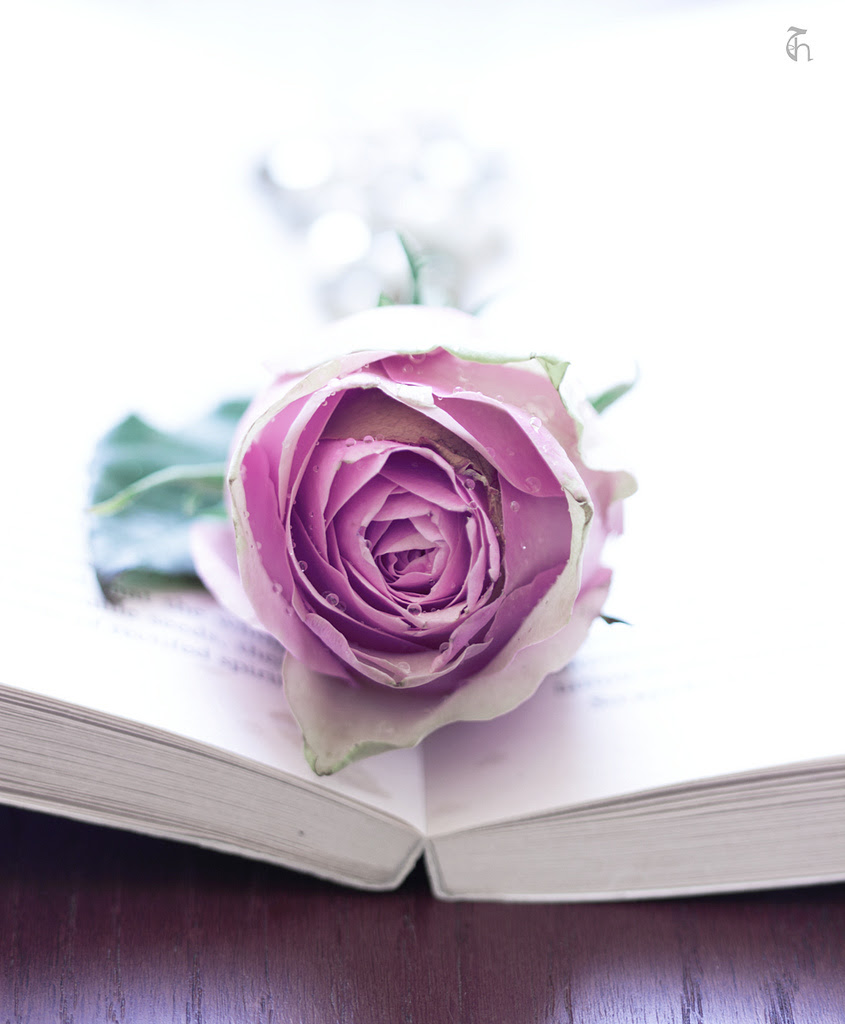 اروع صور منوعه , خلفيات ورد و بحر و شمس و قمر - اروع روعه