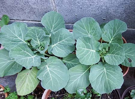 月別アーカイブ 園芸ナビ 花と野菜の育て方