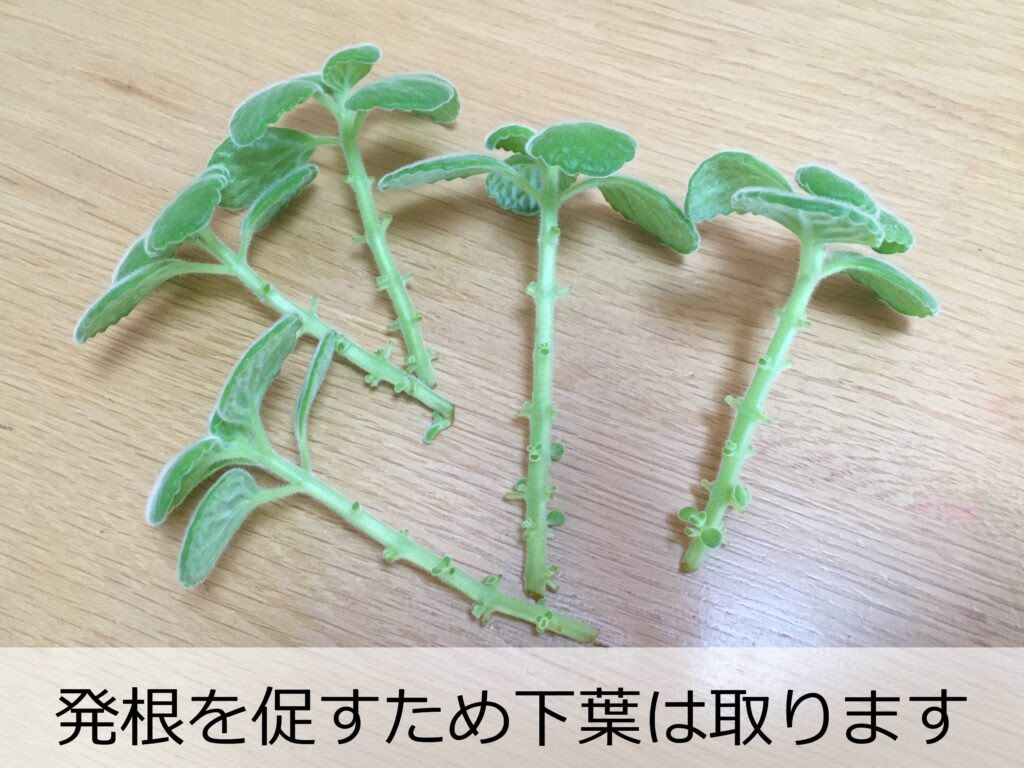 アロマティカス 水差しで育てる方法を解説します 超簡単 Komame Topics