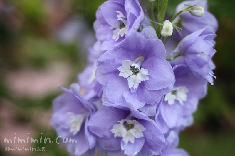 デルフィニウムの花の写真 花言葉 みみみんブログ