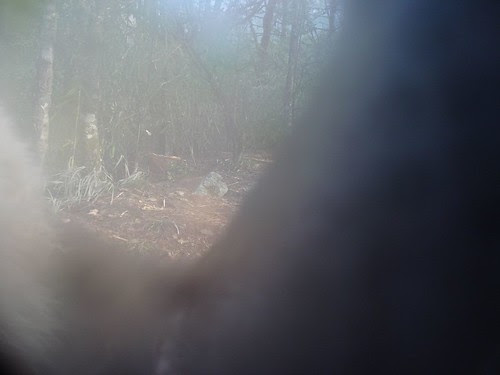 Giant Panda