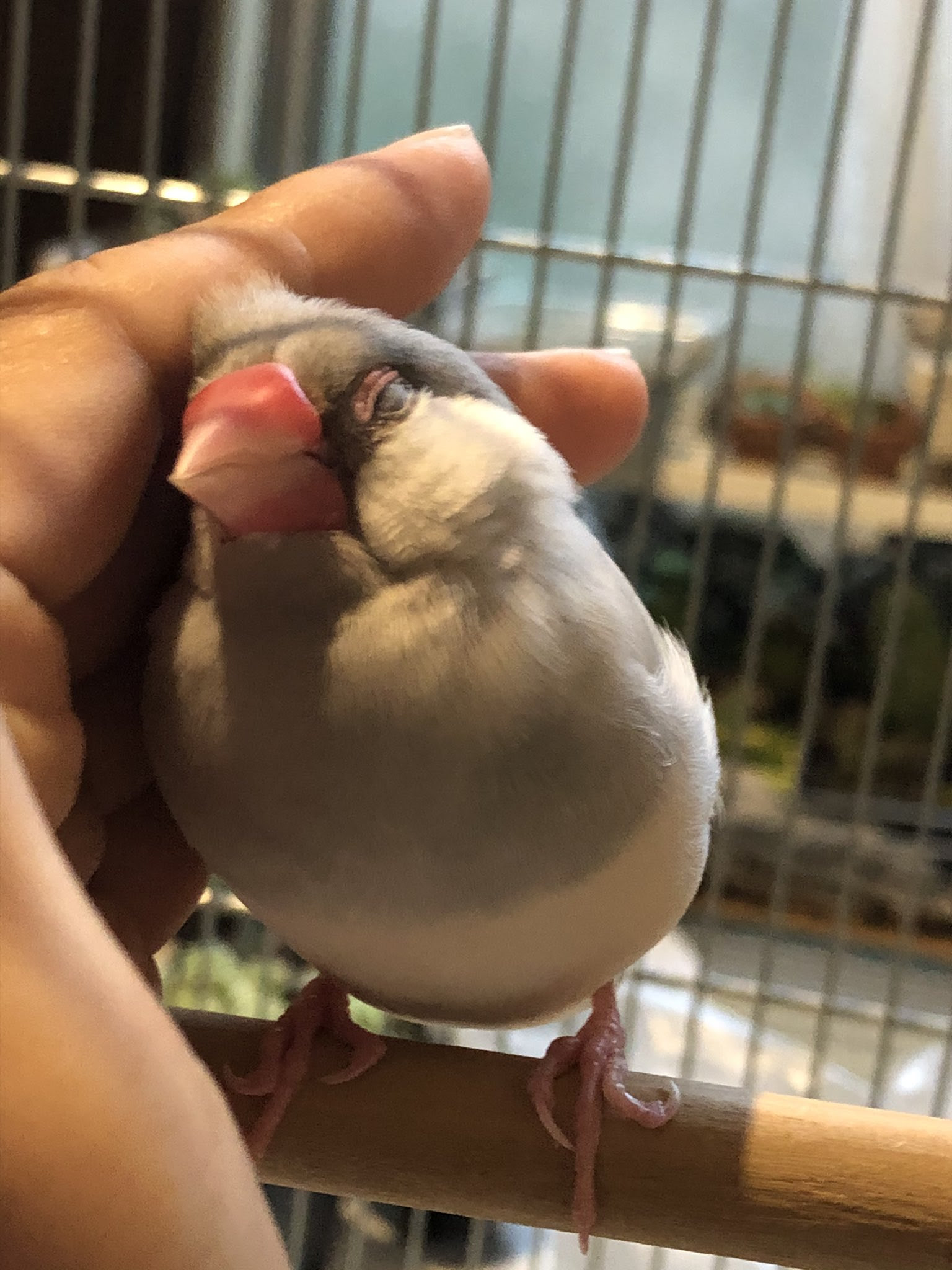 文鳥 In あー可愛い 文鳥可愛い 愛してる可愛い Buncho 生粋の荒文鳥じゃなかった銀ちゃん