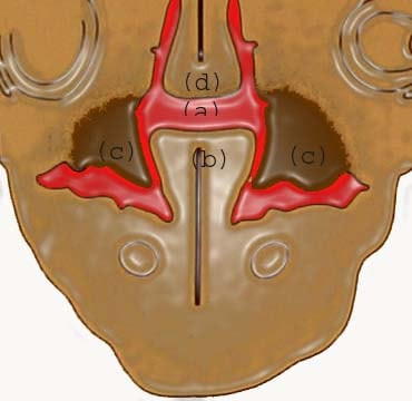 At 7 weeks: (a) communication  between oral and na...