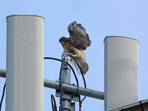 Washington Heights Fledge
