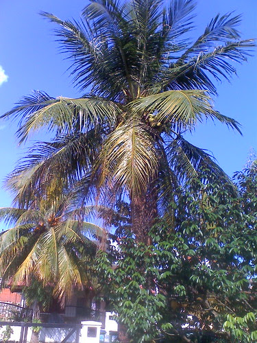 Coconut3