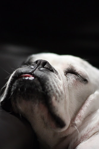 A dog's life