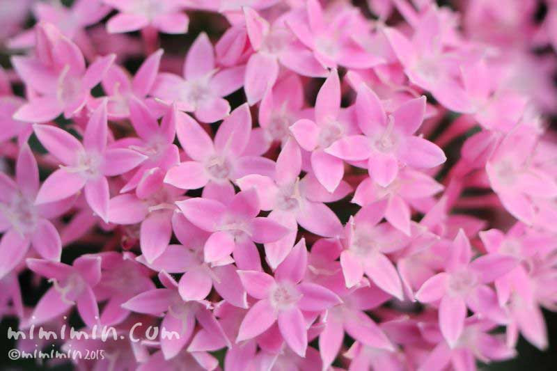 ペンタスの花言葉 ピンクのペンタスの写真 みみみんブログ