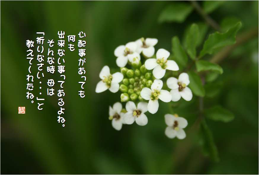 No 159 クレソン 花言葉 安定 不屈の力 なおかつ フォトエッセイ