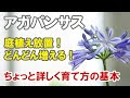 [最も選択された] アガパンサス 花 136364-アガパンサス 花後