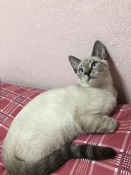 群馬県 目の青い猫ちゃん 猫の里親募集 ネコジルシ
