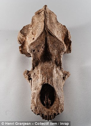 Archaeologists from Institut National de Recherches Archeologiques Preventives (INRAP) in Paris discovered the bones of mammoths, woolly rhinoceros, horse (pictured right), bison and reindeer