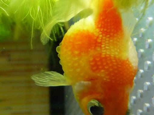 ピンポンパール水泡の治療 1日目 金魚飼育のブログ 楽天ブログ