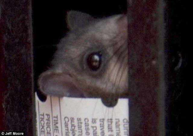 A New Cashier in a Ticket Machine (4 pics)