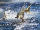 Salmon May Be <em>Trucked To Sea</em> If California Drought Continues