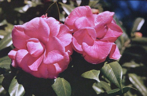 flowers 003