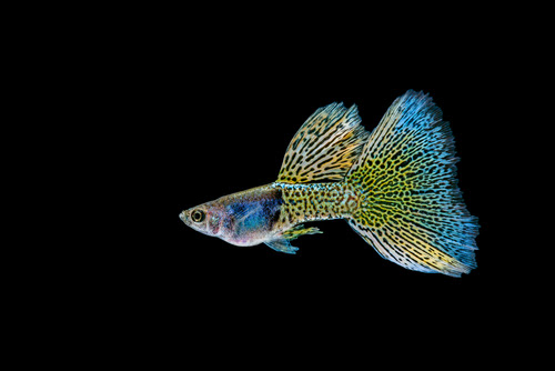 グッピーが餌を食べない 原因や対策方法は 熱帯魚 淡水魚 海水魚の図鑑