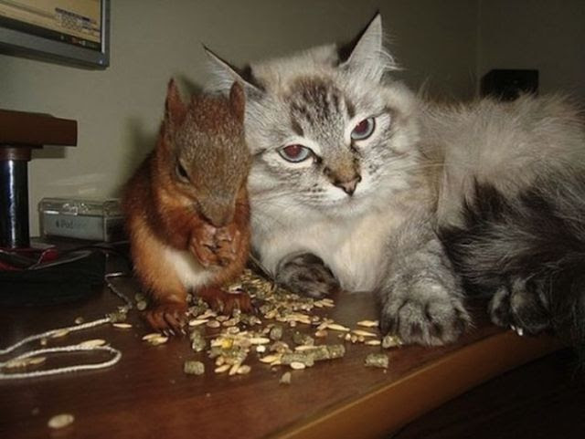 Belarusian Soldier Becomes Best Friend for Rescued Squirrel