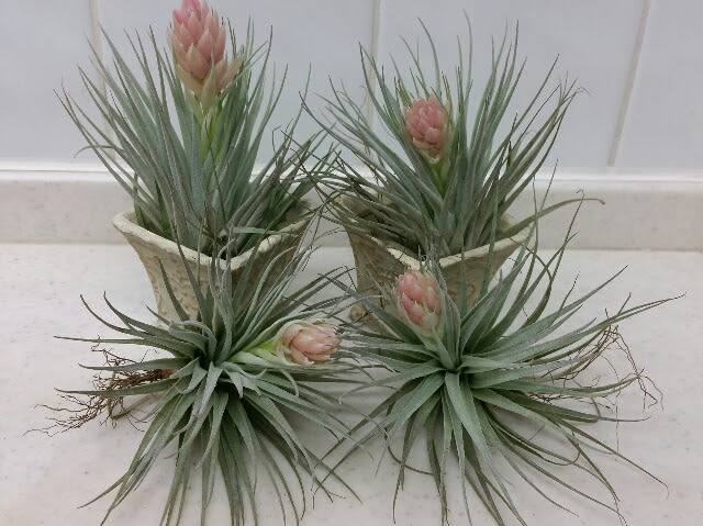 コットンキャンディの花 ブログ 新着情報 多肉植物 クレイアート 手作り雑貨販売の メリーベル