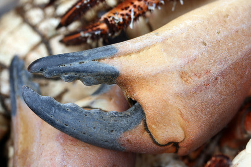 Crab claw close