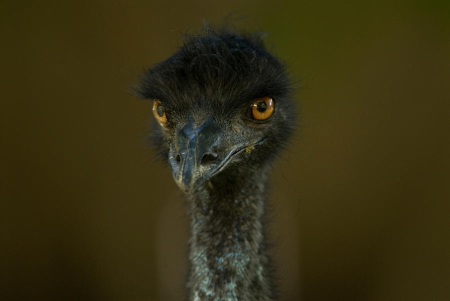 An Emu At The Lincoln Childrens Zoo by Joel Sartore - An Emu At ...