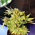 Lowryder / Lowryder Bulk Seeds : Lowryder came out of a desire to breed innovative cannabis seeds, coupled with the limitations.
