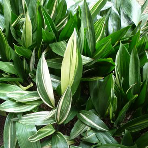 環境エンジニアリング合同会社 ハラン栽培 販売