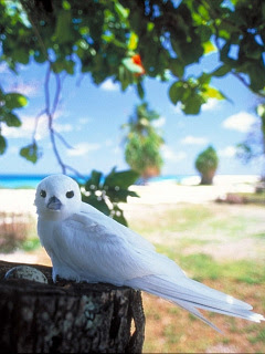 水辺の鳥 南の島の白い鳥 の待ち受け画像 壁紙 動物 パラダイス