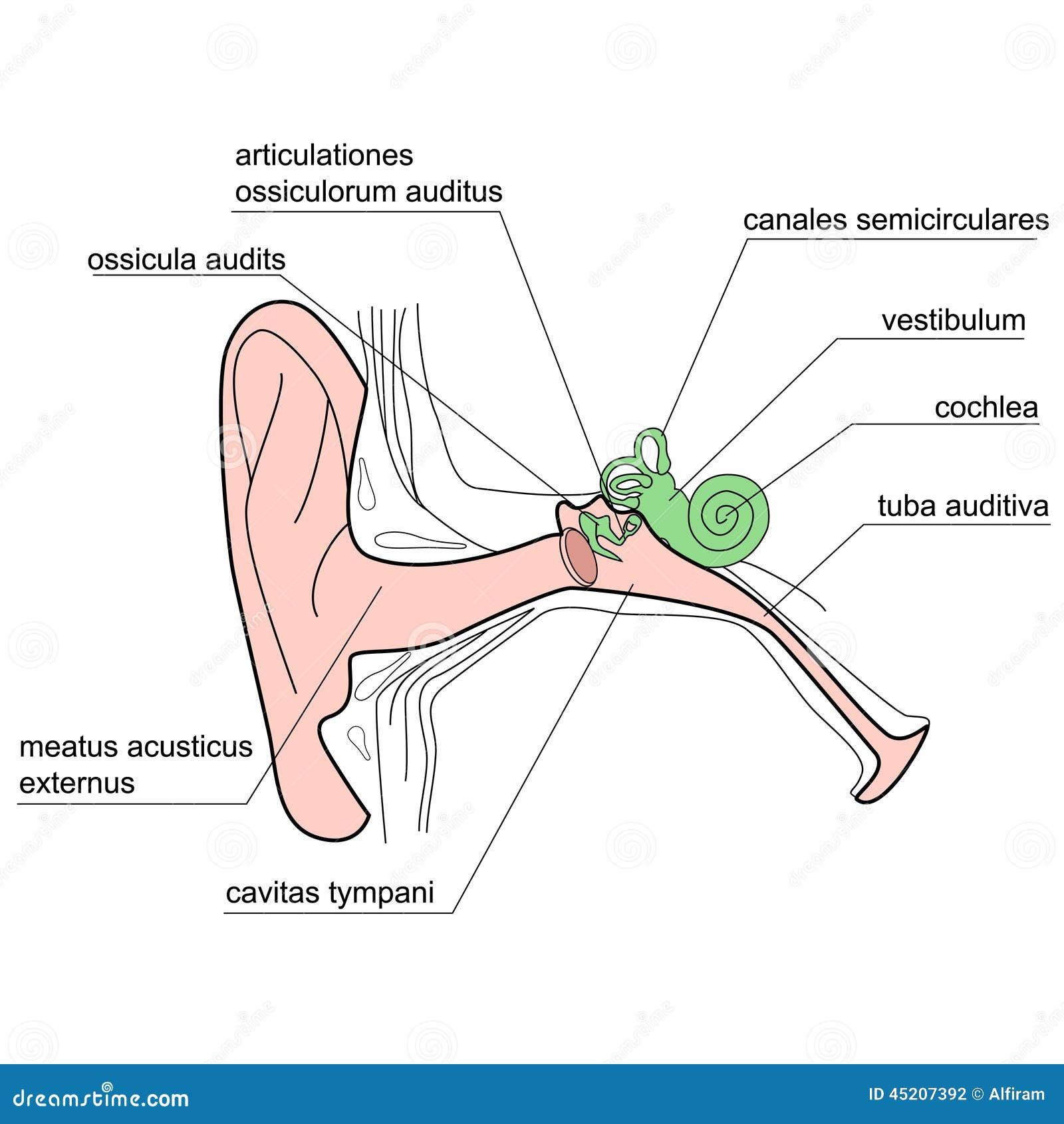 The Internal Structure Of The Human Ear. Stock Vector - Image: 45207392