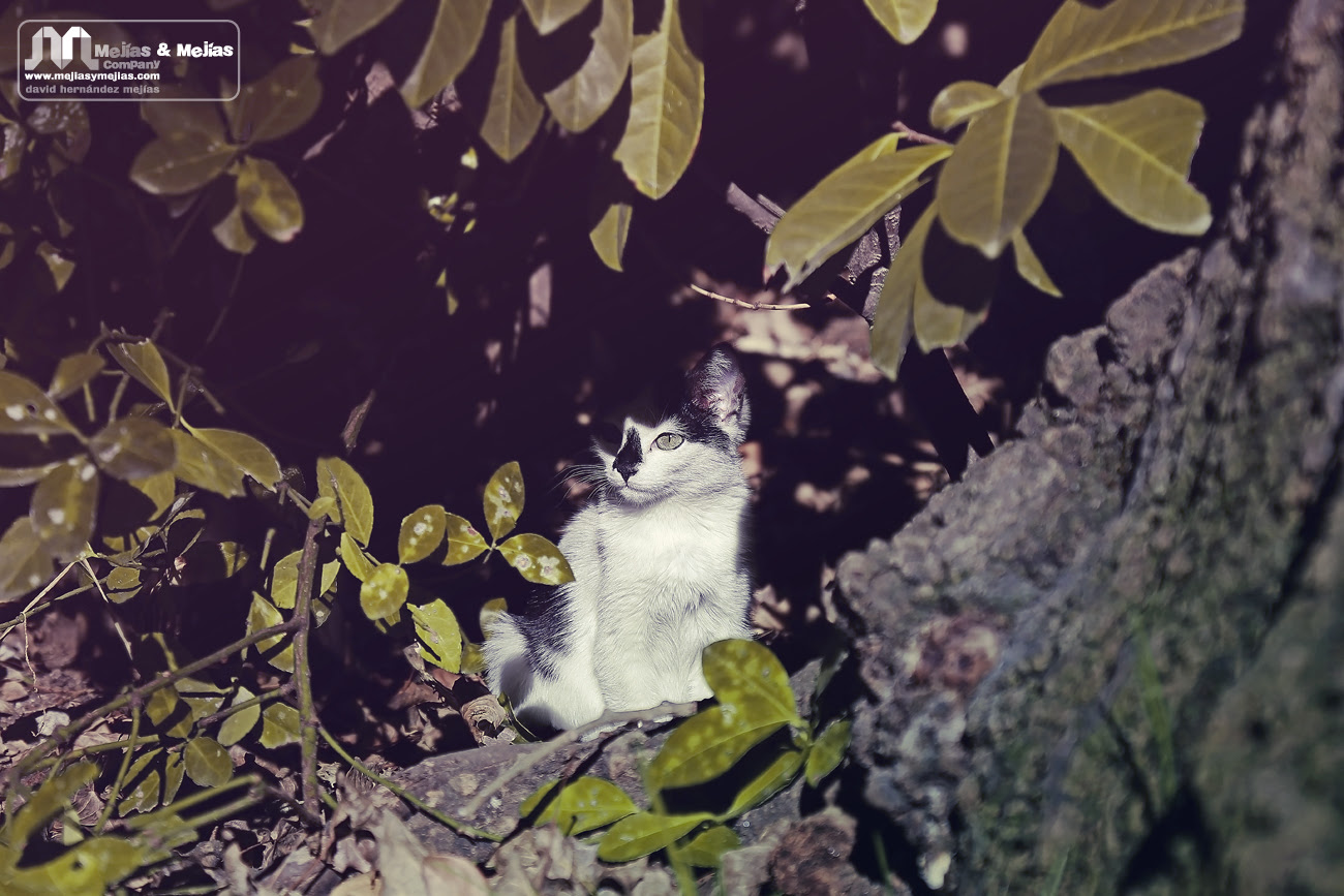 Minino otoñal. Fotografía creativa - Fotografía artística