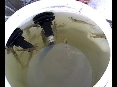 Diy Live Bait Tank For Kayak Fishing
