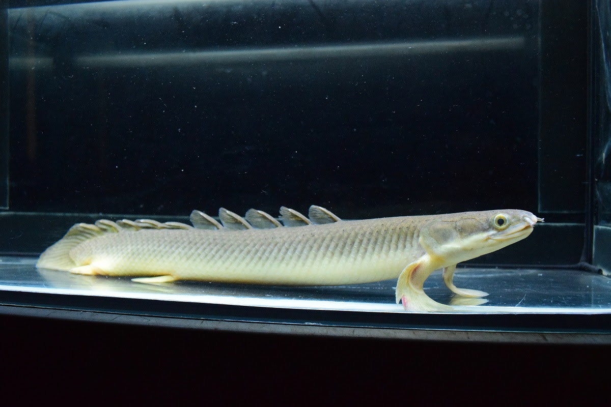 セネガルス ナイジェリア 静岡市の熱帯魚専門店 大型魚 古代魚 珍魚 World Rivers