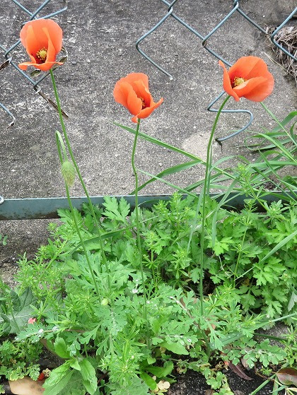 この花の名前なんていうの 首の細長い オレンジ色の４弁花 ナガミヒナゲシ 長実雛罌粟