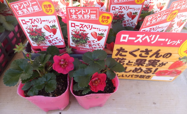 赤い花のいちご ローズベリーレッド 長野県松本市の 種苗店 ナカツタヤ ガーデニング専門店 ナカツタヤ ガーデンストリート