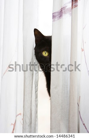 black and white cats with green eyes. stock photo : Black cat with