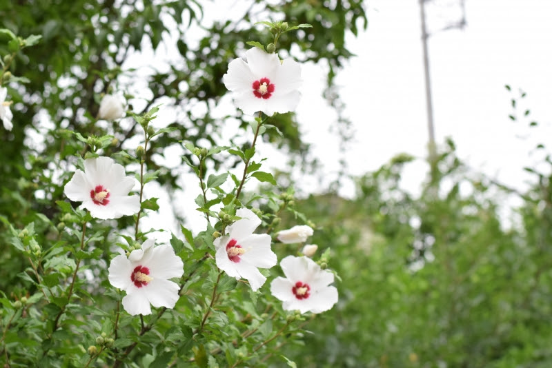 ムクゲ 花を楽しむブログ