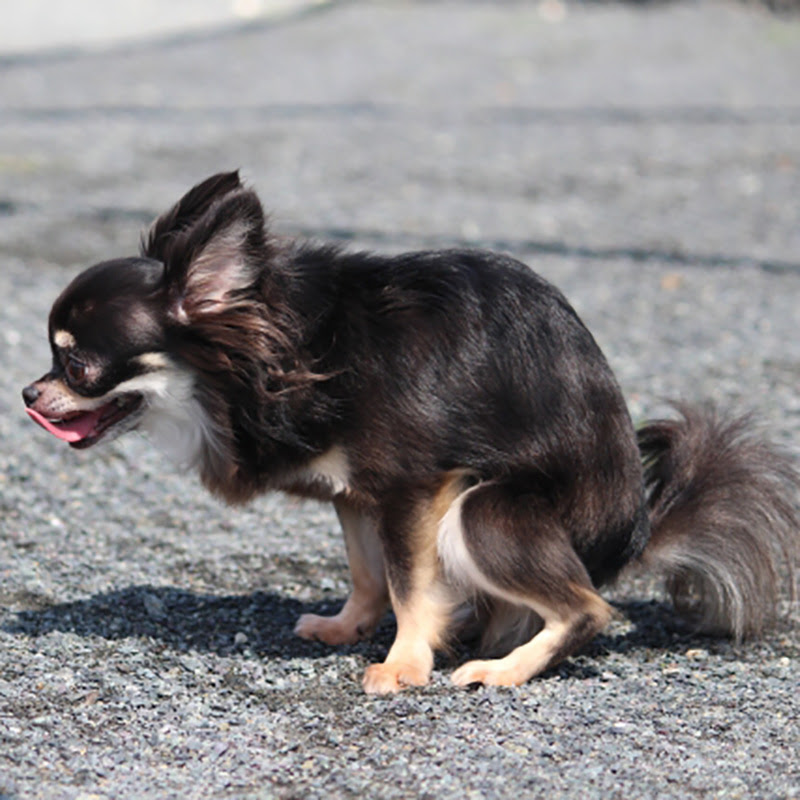 獣医師監修 犬の下痢は何が原因 どんな治療 予防をするべき