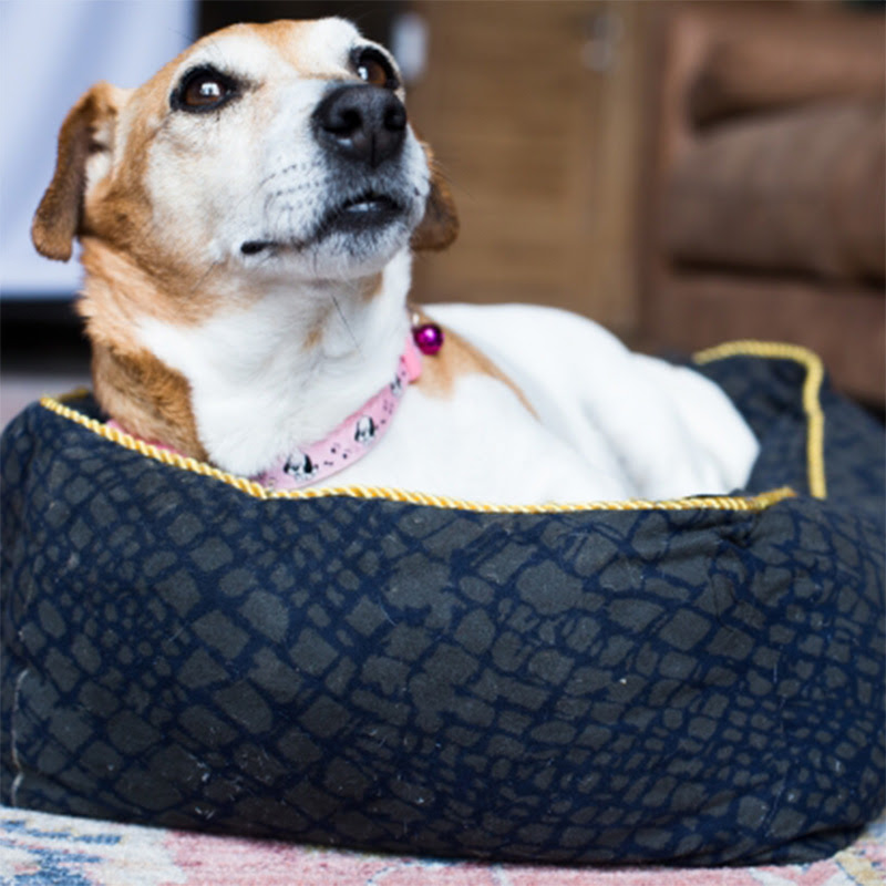 愛犬がベッドにおしっこしてしまう その理由や対処法 ベッドの洗い方は