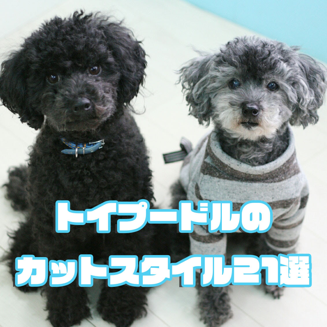トイプードルのカットスタイル 人気のテディベアカットなどおすすめをご紹介