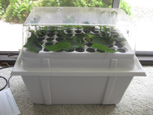 Kratom  kratomtv picture photo bild