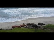 Hot Pantai Nang ai Tepi Laut Bengkulu Utara, paling populer!