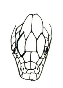 へびの頭 うろこ へびの頭を描くに当たって無視できない線があります それがウロコです ただ ウロコ はあまり細かく描き過ぎると気持ち悪いと感じる方もいるのでその描き方は思案どころです 実際私も お仕事用に描いた蛇にはウロコを一切入れ