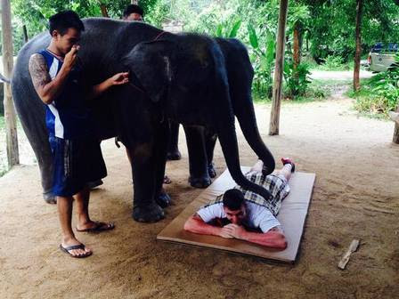 Elefantes massageiam turista na Tailândia Foto: Reprodução / Twitter / Chris Doherty